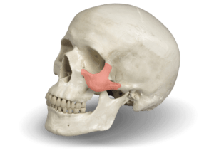 Zygomatic bone for [specialty]